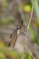 Libellula flavida
