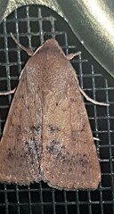 Australothis rubrescens