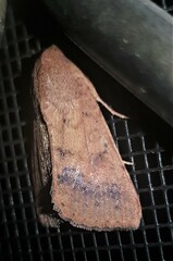 Australothis rubrescens