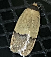 Crocanthes micradelpha