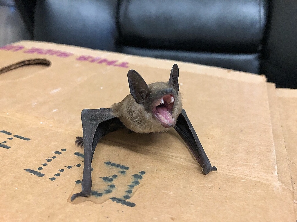 Evening Bats from 250 Walker St, Kingsport, TN, US on July 3, 2018 at ...