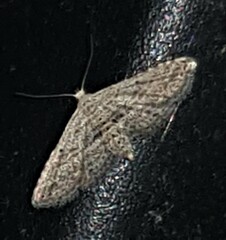 Araeopteron canescens