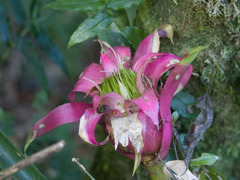 Canistrum cyathiforme