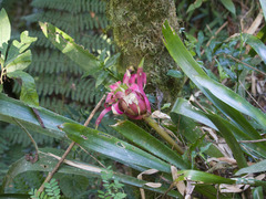 Canistrum cyathiforme