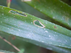 Canistrum cyathiforme