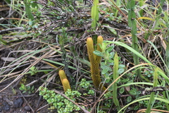 Phlegmariurus crassus