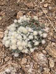 Gomphrena caespitosa