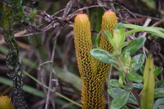 Phlegmariurus crassus