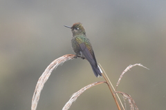 Chalcostigma herrani