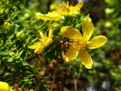 Hypericum revolutum