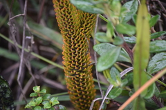 Phlegmariurus crassus