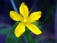 Hypericum nagasawae