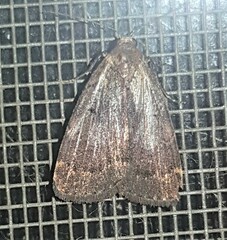 Hydrillodes funestalis