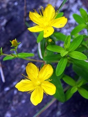 Hypericum nagasawae