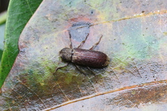 Stenochinus