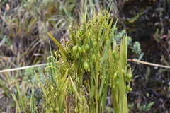Epidendrum orthocaule