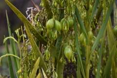 Epidendrum orthocaule
