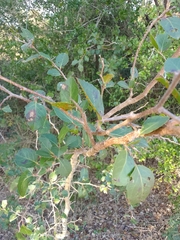Xylosma tweediana
