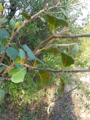 Xylosma tweediana