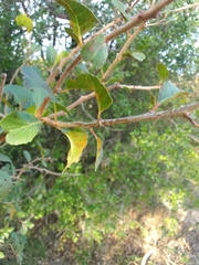 Xylosma tweediana