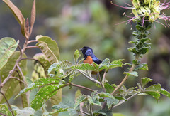 Conirostrum sitticolor