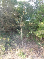 Xylosma tweediana