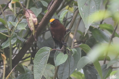 Catamblyrhynchus diadema
