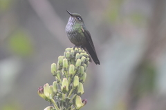 Opisthoprora euryptera