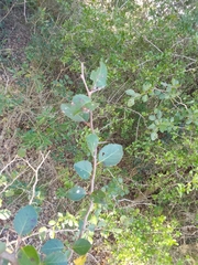 Xylosma tweediana