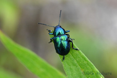 Chrysochus chinensis