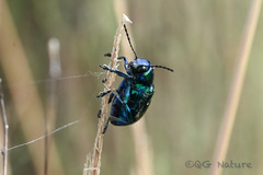 Chrysochus chinensis