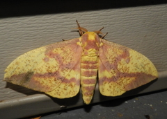 Eacles imperialis pini