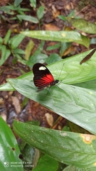 Heliconius melpomene