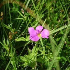 Sabatia campestris
