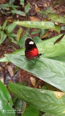 Heliconius melpomene