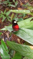 Heliconius melpomene