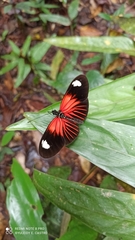 Heliconius melpomene