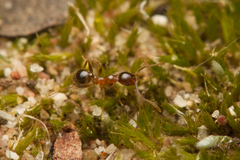 Pheidole megacephala