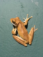 Polypedates cruciger