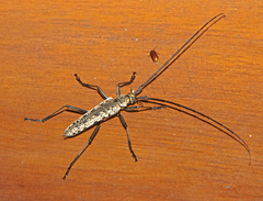 Disteniazteca pilati