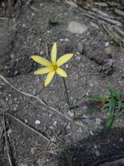 Zephyranthes citrina