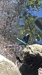 Calopteryx maculata