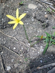 Zephyranthes citrina