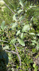 Elaeagnus commutata
