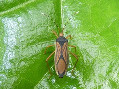 Anasa nigricollis