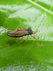 Anasa nigricollis