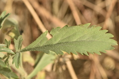 Lomelosia simplex dentata