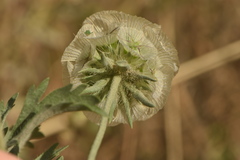 Lomelosia simplex dentata