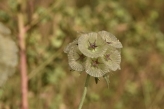 Lomelosia simplex dentata