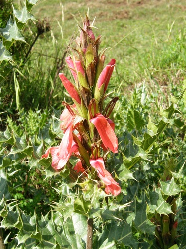 Acanthus sennii image